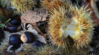Pitomi kesten (Castanea sativa) jedan je od najprepoznatljivijih plodova jeseni. Photo: Borna Filić/PIXSELL Pitomi kesten (Castanea sativa) jedan je od najprepoznatljivijih plodova jeseni. Photo: Borna Filić/PIXSELL