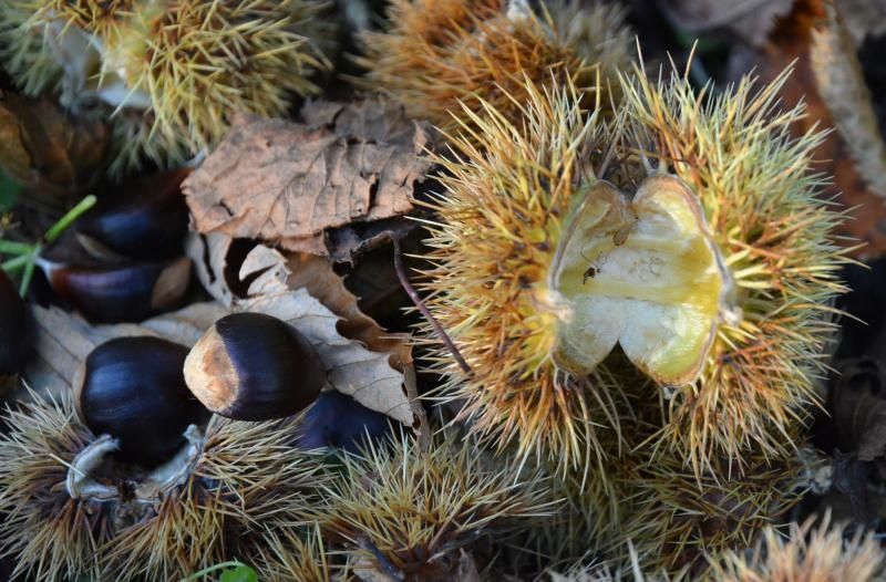 Pitomi kesten (Castanea sativa) jedan je od najprepoznatljivijih plodova jeseni. Photo: Borna Filić/PIXSELL Pitomi kesten (Castanea sativa) jedan je od najprepoznatljivijih plodova jeseni. Photo: Borna Filić/PIXSELL