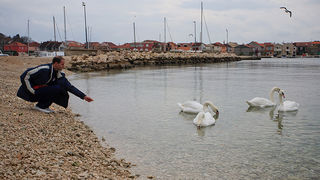 Labudovi u Bibinjama 10. siječnja 2013, Foto: Leo Banić