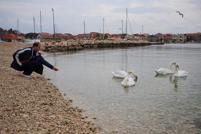 Labudovi u Bibinjama 10. siječnja 2013, Foto: Leo Banić