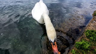 Labudovi u Bibinjama 12. svibnja 2013.  Foto: Roberto Lerga
