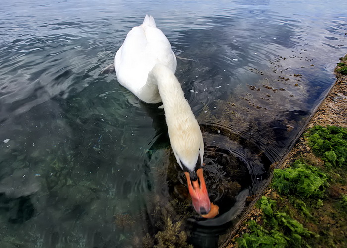 Labudovi u Bibinjama 12. svibnja 2013.  Foto: Roberto Lerga