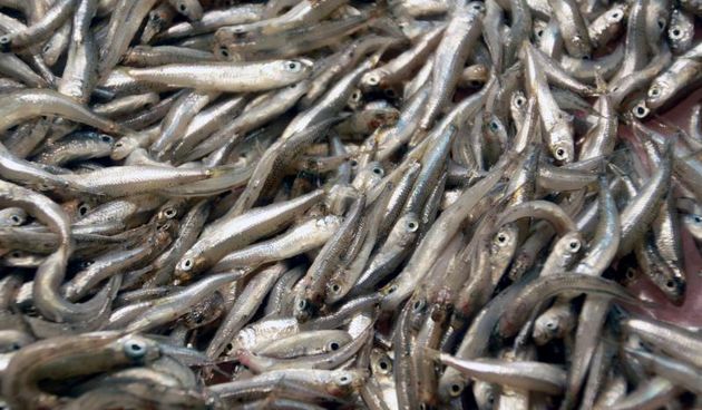 18.02.2014.., Pula – Unatoc oblacnom vremenu, danas je na pulskoj ribarnici nesto bogatija ponuda ribe pa je tako bilo papalina, zera, orada, brancina i folpi. Photo: Dusko Marusic/PIXSELL Autor  Dusko Marusic/PIXSELL Ključne riječi  ponuda, ribarnica,