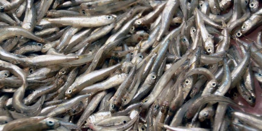 18.02.2014.., Pula – Unatoc oblacnom vremenu, danas je na pulskoj ribarnici nesto bogatija ponuda ribe pa je tako bilo papalina, zera, orada, brancina i folpi. Photo: Dusko Marusic/PIXSELL Autor Dusko Marusic/PIXSELL Ključne riječi ponuda, ribarnica, 18.02.2014.., Pula – Unatoc oblacnom vremenu, danas je na pulskoj ribarnici nesto bogatija ponuda ribe pa je tako bilo papalina, zera, orada, brancina i folpi. Photo: Dusko Marusic/PIXSELL Autor Dusko Marusic/PIXSELL Ključne riječi ponuda, ribarnica,