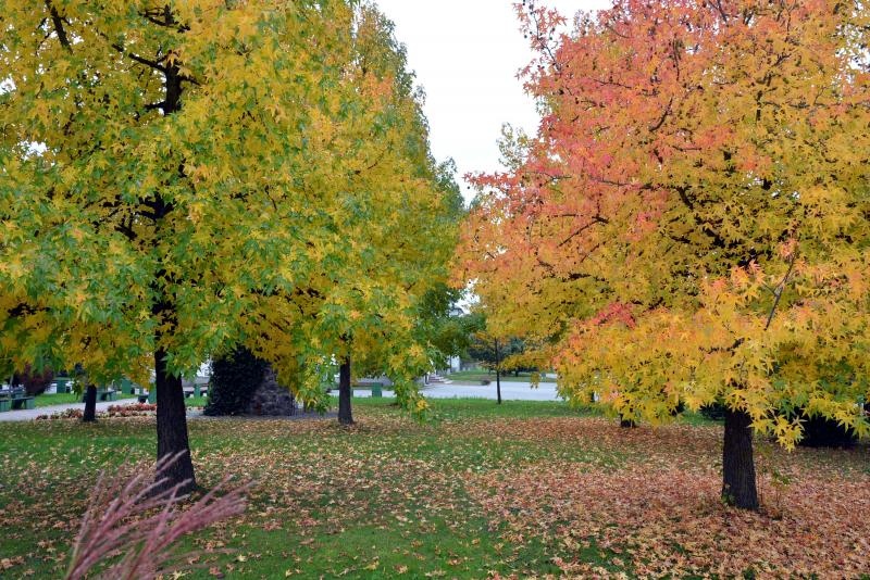 Prekrasne boje bjelovarske jeseni, Photo: Damir Špehar/PIXSELL