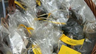 Sajam smokava na Poljani Šime budinića/Festival smokava/smokve, foto: I. Perinčić