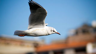 Zadarski galebovi (foto:Saša Čuka)