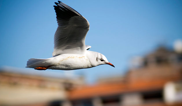 Zadarski galebovi (foto:Saša Čuka)