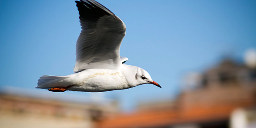 Zadarski galebovi (foto:Saša Čuka)