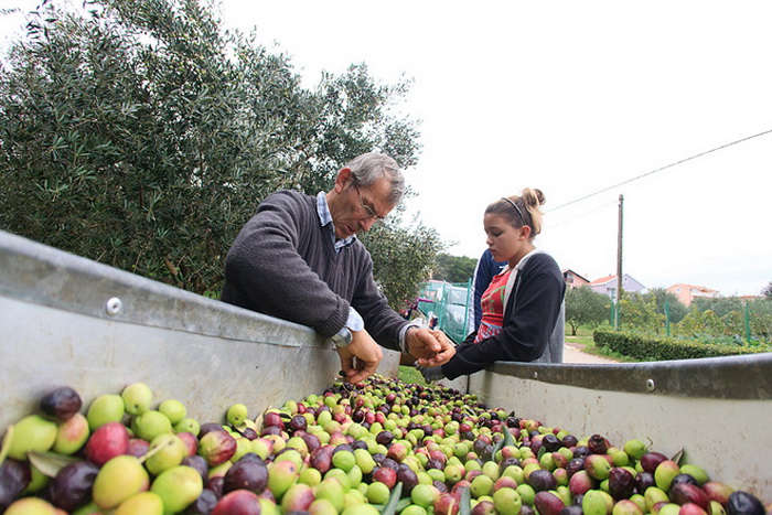 U berbi maslina, Foto: Leo Banić