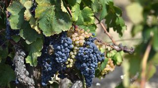 Vinogradi u Donjem polju kod Šibenika prepuni su zdravog crnog i bijeloga grozđa a ovih dana očekuju se i prve prve berbe. Photo: Hrvoje Jelavić/PIXSELL Vinogradi u Donjem polju kod Šibenika prepuni su zdravog crnog i bijeloga grozđa a ovih dana očekuju se i prve prve berbe. Photo: Hrvoje Jelavić/PIXSELL