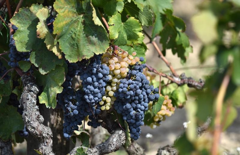 Vinogradi u Donjem polju kod Šibenika prepuni su zdravog crnog i bijeloga grozđa a ovih dana očekuju se i prve prve berbe. Photo: Hrvoje Jelavić/PIXSELL Vinogradi u Donjem polju kod Šibenika prepuni su zdravog crnog i bijeloga grozđa a ovih dana očekuju se i prve prve berbe. Photo: Hrvoje Jelavić/PIXSELL