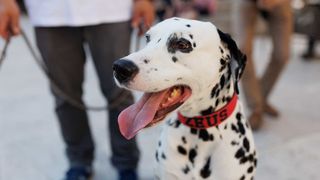 Red Carpet Dalmatian Walk @Trg pet bunara Red Carpet Dalmatian Walk @Trg pet bunara