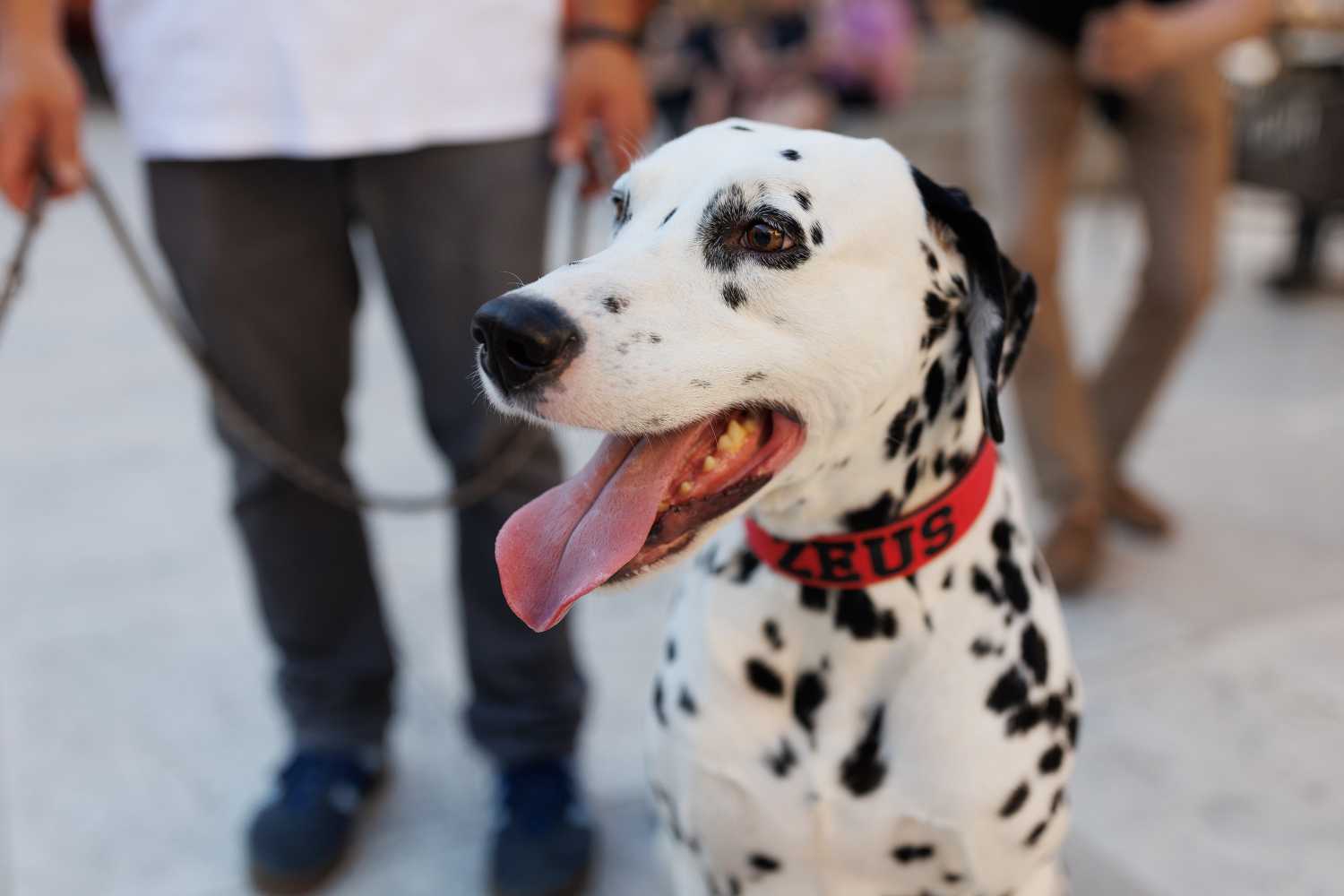 Red Carpet Dalmatian Walk @Trg pet bunara Red Carpet Dalmatian Walk @Trg pet bunara