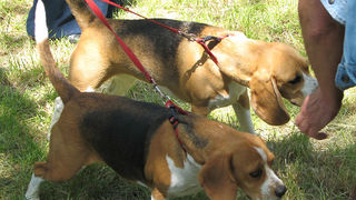 Image 1171095 (auto)