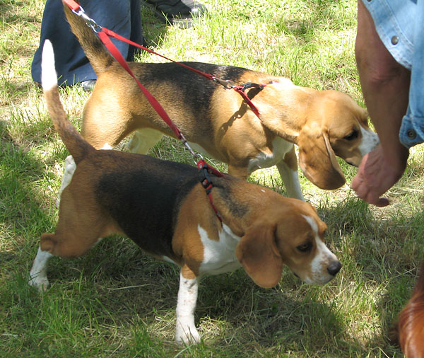 Image 1171095 (auto)