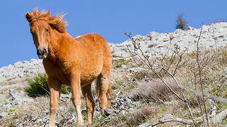 Divlji konji na Velebitu, foto: Leo Banić