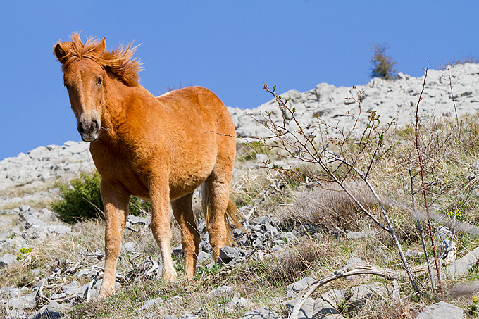 Divlji konji na Velebitu, foto: Leo Banić