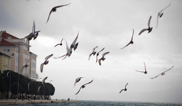 Đir po gradu 9. prosinca 2010. (foto:Saša Čuka)