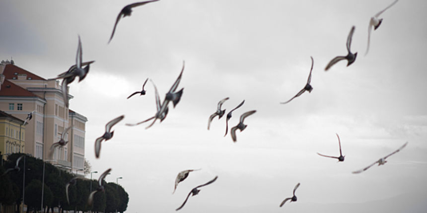 Đir po gradu 9. prosinca 2010. (foto:Saša Čuka) Đir po gradu 9. prosinca 2010. (foto:Saša Čuka)