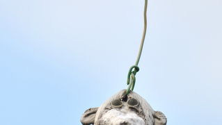 Zadar, 021111
Uz cestu koja vodi od Zadra prema Razancu moze se vidjeti jedan od sigurno najneobicnijih vinograda na svijetu. Umjesto uobicajenih strasila, vinograd cuvaju ogromni plisani medvjedi , lutke, barbike i raznorazne druge igracke i predmeti.
Fo Zadar, 021111
Uz cestu koja vodi od Zadra prema Razancu moze se vidjeti jedan od sigurno najneobicnijih vinograda na svijetu. Umjesto uobicajenih strasila, vinograd cuvaju ogromni plisani medvjedi , lutke, barbike i raznorazne druge igracke i predmeti.
Fo