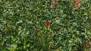 Nedjeljnja šetnja od Dikla do Pinije, Foto: Mladen Radolović Mrlja Nedjeljnja šetnja od Dikla do Pinije, Foto: Mladen Radolović Mrlja