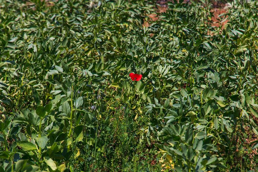 Nedjeljnja šetnja od Dikla do Pinije, Foto: Mladen Radolović Mrlja Nedjeljnja šetnja od Dikla do Pinije, Foto: Mladen Radolović Mrlja