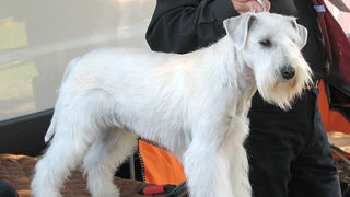 Image 1171077 (auto)