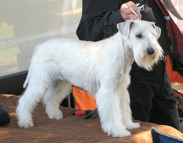 Image 1171077 (auto)