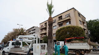 Zadar, 220512.
Palme na zadarskoj Obali kneza Branimira osusile su se, sto je posljedica ovogodisnje natprosjecno hladne i snjezne zime. Jutros su radnici Nasada poceli rezati pozutjele grane, sto ce olaksati rast zelenih mladica.
Foto: Jure Miskovic / CR