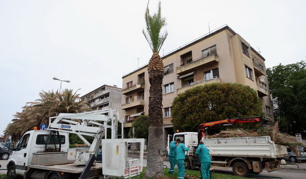 Zadar, 220512.
Palme na zadarskoj Obali kneza Branimira osusile su se, sto je posljedica ovogodisnje natprosjecno hladne i snjezne zime. Jutros su radnici Nasada poceli rezati pozutjele grane, sto ce olaksati rast zelenih mladica.
Foto: Jure Miskovic / CR