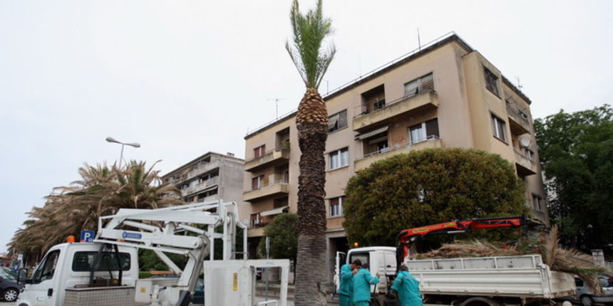 Zadar, 220512.
Palme na zadarskoj Obali kneza Branimira osusile su se, sto je posljedica ovogodisnje natprosjecno hladne i snjezne zime. Jutros su radnici Nasada poceli rezati pozutjele grane, sto ce olaksati rast zelenih mladica.
Foto: Jure Miskovic / CR Zadar, 220512.
Palme na zadarskoj Obali kneza Branimira osusile su se, sto je posljedica ovogodisnje natprosjecno hladne i snjezne zime. Jutros su radnici Nasada poceli rezati pozutjele grane, sto ce olaksati rast zelenih mladica.
Foto: Jure Miskovic / CR