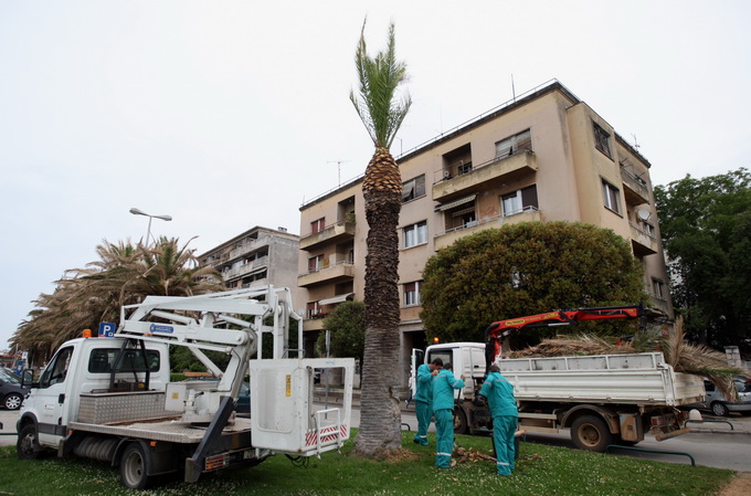 Zadar, 220512.
Palme na zadarskoj Obali kneza Branimira osusile su se, sto je posljedica ovogodisnje natprosjecno hladne i snjezne zime. Jutros su radnici Nasada poceli rezati pozutjele grane, sto ce olaksati rast zelenih mladica.
Foto: Jure Miskovic / CR