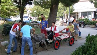 Utrka magaraca u Posedarju, Foto: Josip Prskalo Utrka magaraca u Posedarju, Foto: Josip Prskalo