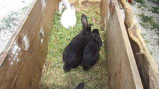 Benkovački sajam, 10. svibnja 2015.