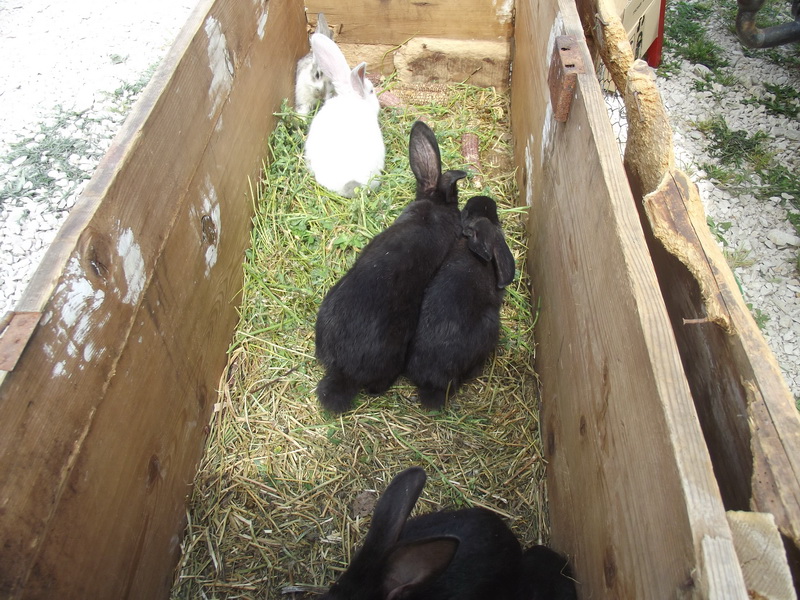 Benkovački sajam, 10. svibnja 2015.