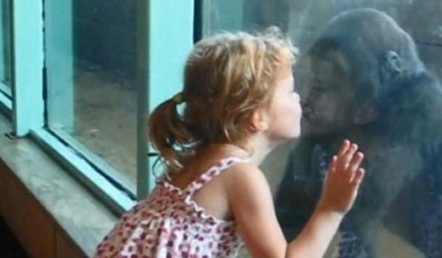 Djevojčica i gorila izmijenili poljupce u snimci koja je osvojila svijet, foto: Screenshot