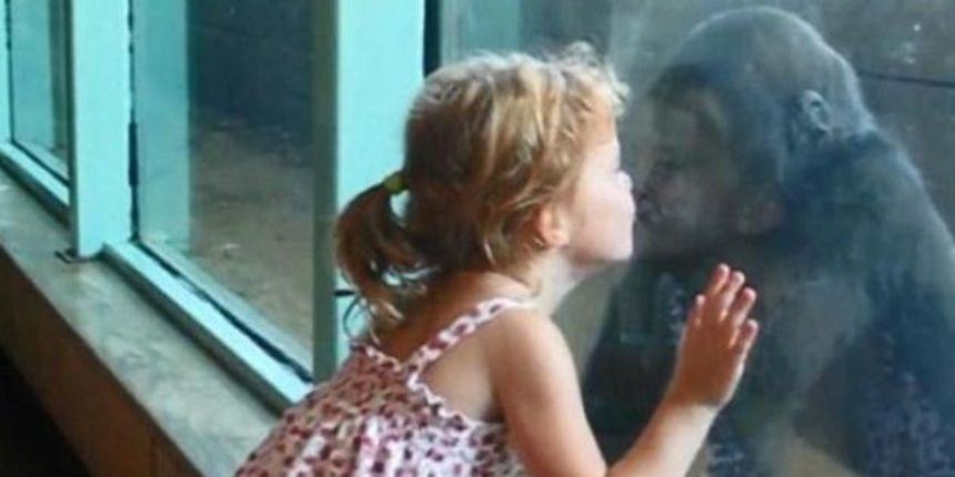 Djevojčica i gorila izmijenili poljupce u snimci koja je osvojila svijet, foto: Screenshot