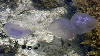 Pula, 240511.
Najezda meduza u pulskoj uvali Valkane  po imenu “Aurelia Aurita” ili u narodu poznatija kao “uhati klobuk” lako se prepoznaju po prozirnom klobuku s cetiri ljubicasta kruga. Iako ih nije ugodno vidjeti, osobito u velikom broju, ova je vrsta