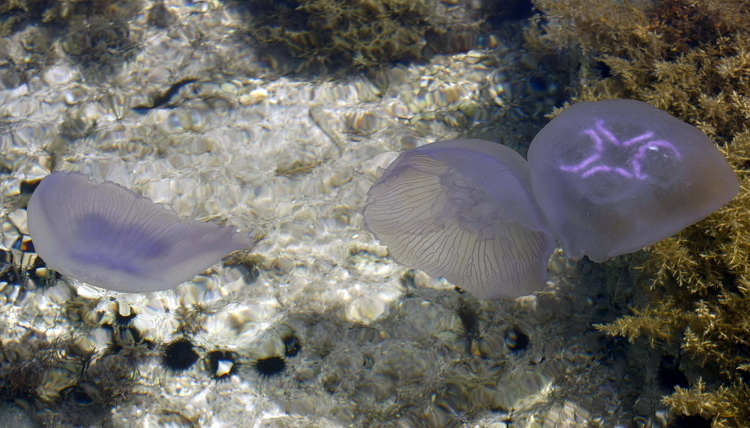 Pula, 240511.
Najezda meduza u pulskoj uvali Valkane  po imenu “Aurelia Aurita” ili u narodu poznatija kao “uhati klobuk” lako se prepoznaju po prozirnom klobuku s cetiri ljubicasta kruga. Iako ih nije ugodno vidjeti, osobito u velikom broju, ova je vrsta