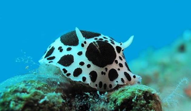 Mekušci, podmorje, morski svijet