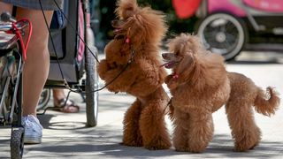 Međunarodna izložba pasa CACIB 2023