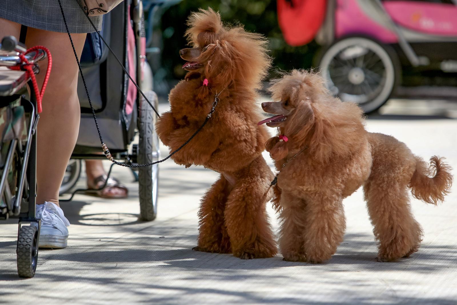 Međunarodna izložba pasa CACIB 2023