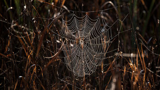 Čarobno jutro na Vranskom jezeru Čarobno jutro na Vranskom jezeru