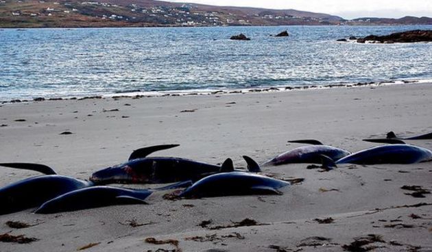 Uginuli kitovi u Irskoj /Foto: irishtimes.com / John Raffety