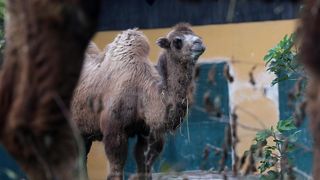 U Zoološki vrt Grada Zagreba stigla je mlada dvogrba deva Zsofia