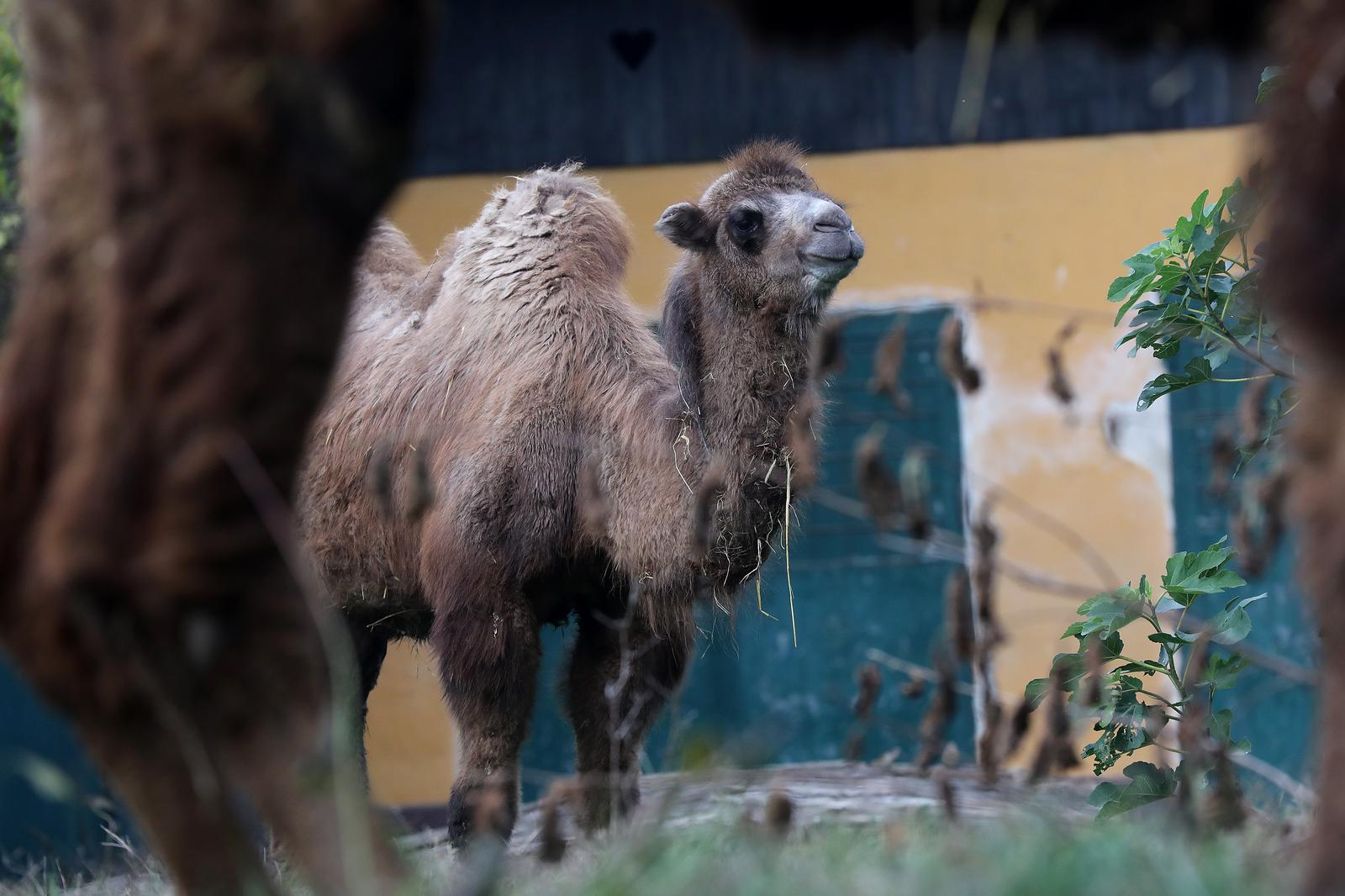 U Zoološki vrt Grada Zagreba stigla je mlada dvogrba deva Zsofia