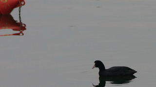 Liske u uvali Bregdetti