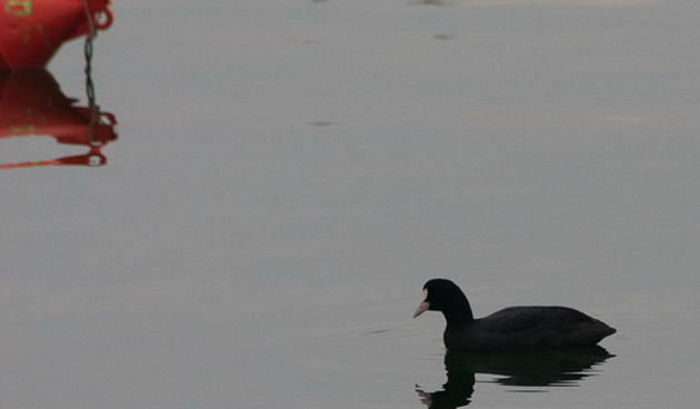 Liske u uvali Bregdetti