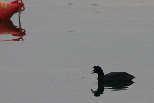 Liske u uvali Bregdetti